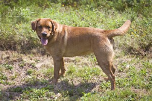 Pictures of Fox Red Labs