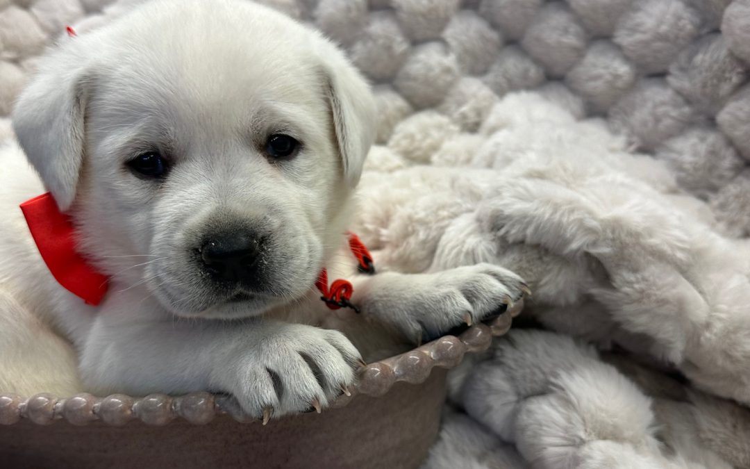 The Lovable White Labrador