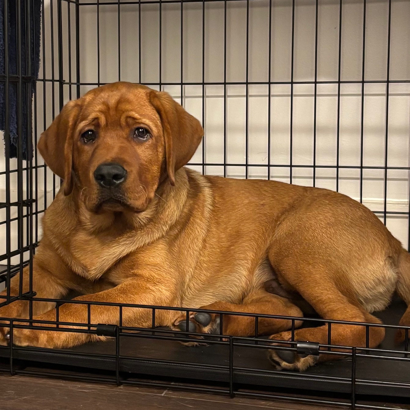 Annie pup2