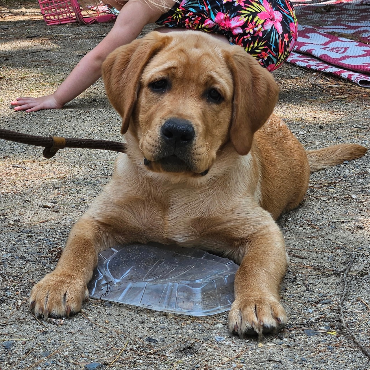 annie pup 4