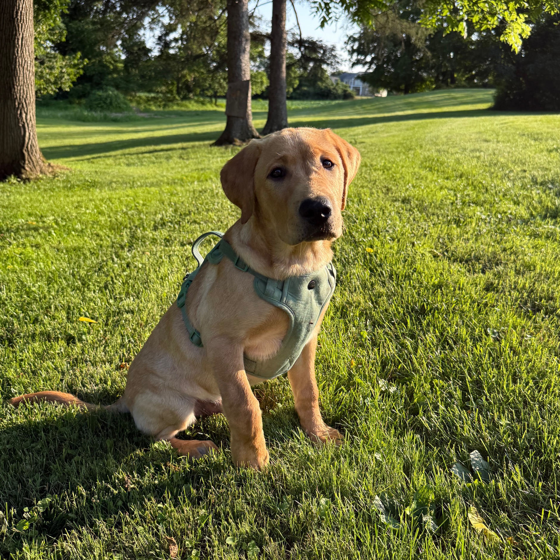 annie pup 5