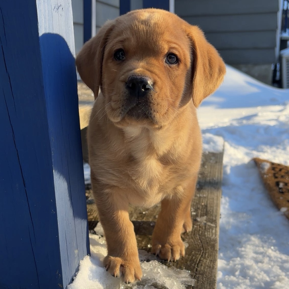 merida pup 2