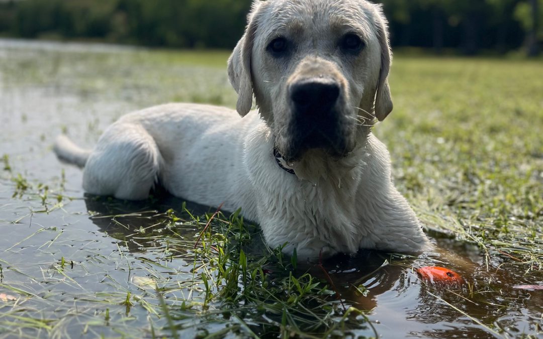 The Labrador Velociraptor Stage: Why Puppies Get Bitey and Why It Passes