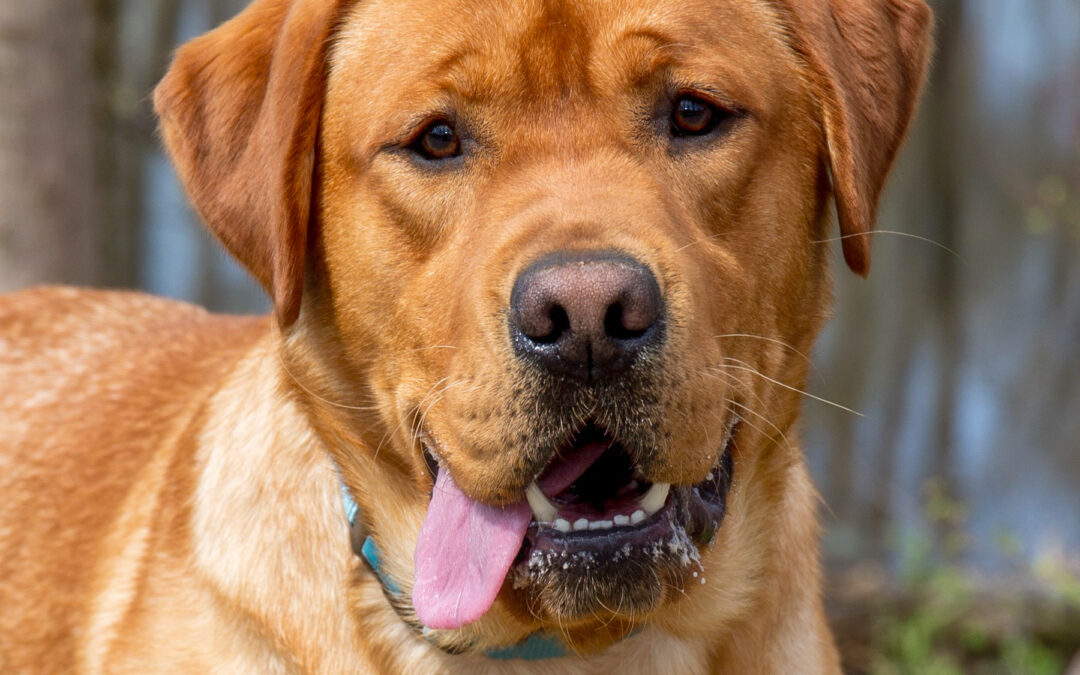 Why Temperament Matters When Choosing a Family Dog